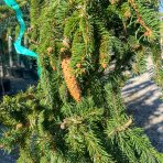 Smrek obyčajný (Picea abies) ´INVERSA PENDULA´, výška: 175-200 cm, kont. C70L